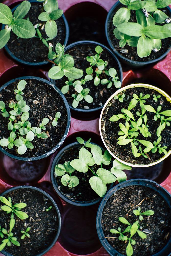 green sprouting plants in small round containers
