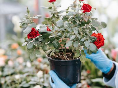 Small Rose Bush in Black Containter
