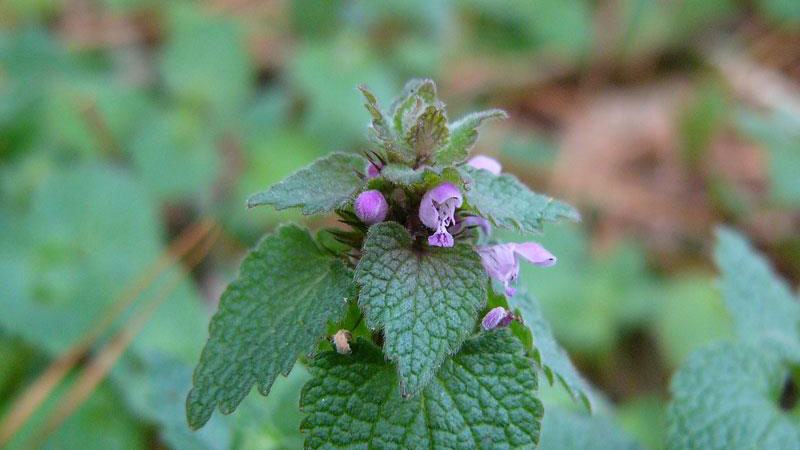 purple deadnettle flower