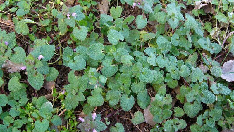 purple deadnettle