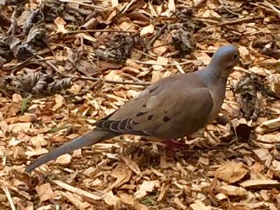 dove