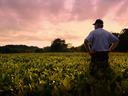 sunsetting upon a farmer and his field