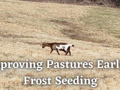 Picture of a goat in a pasture