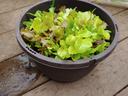 Lettuce in a container