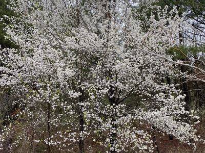 callery pear tree blooming in forest edge