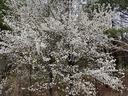 callery pear tree blooming in forest edge
