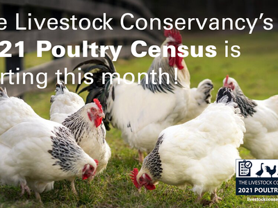 decorative banner announcing the 2021 Poultry Census, all info on page