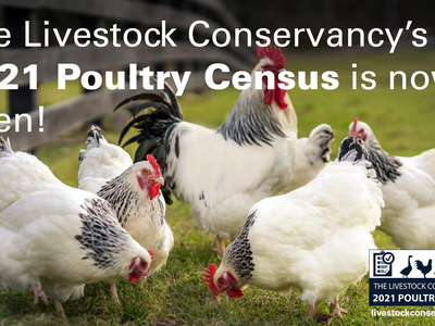 decorative banner announcing the 2021 Poultry Census, all info on page