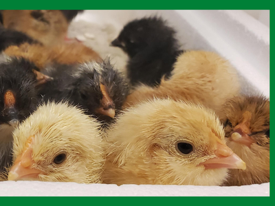 Newly hatched chicks; text: "2021 Randolph County 4-H Chick Chain Interest Form"