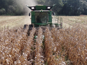 Green combine harvester cutting mature corn in a field, dust trailing behind