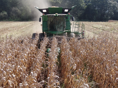 Green combine harvester cutting mature corn in a field, dust trailing behind