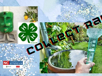 rain barrels