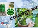 rain barrels