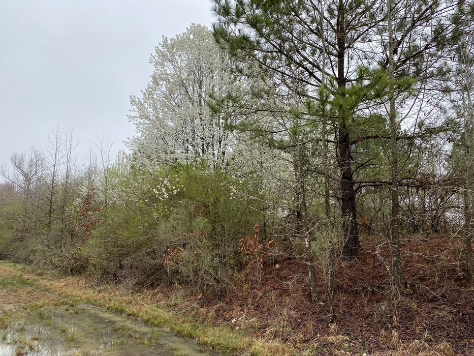 invasive callery pears growing along a railroad track