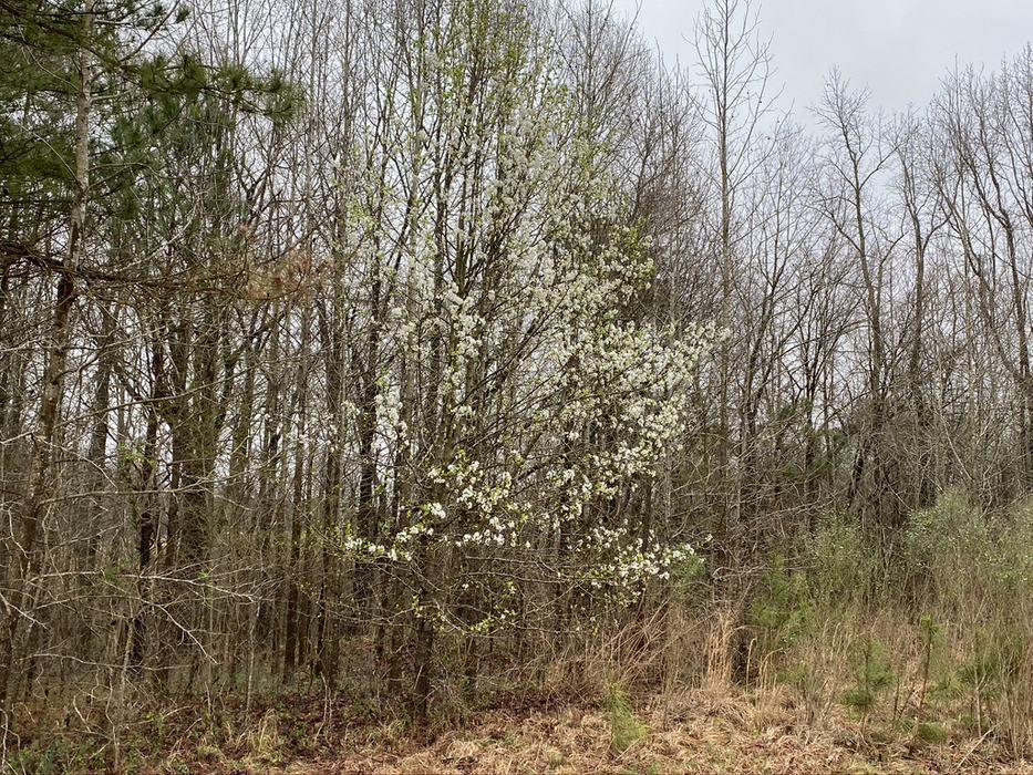 Invasive callery pear trees starting at the edge of the forest.