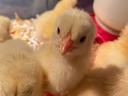 Yellow chicks huddled on bedding, one chick facing camera near a white waterer