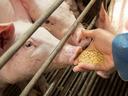 pigs eating feed from an outstretched hand