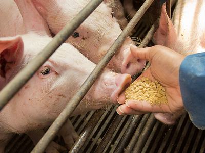 pigs eating feed from an outstretched hand