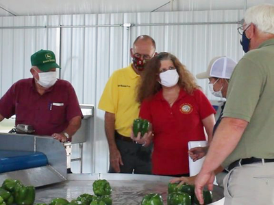 Anita MacMullan and Steve Troxler in masks looking at bell peppers at the Piedmont Research Station