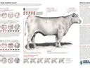 BCS infographic