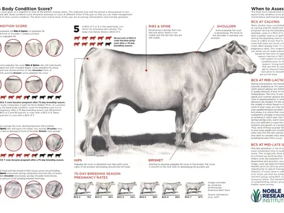 BCS infographic