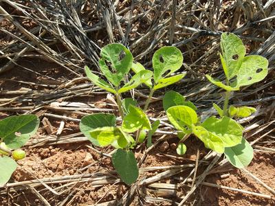 Green seedlings with holes in leaves growing on dry soil amid straw