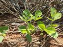 Green seedlings with holes in leaves growing on dry soil amid straw