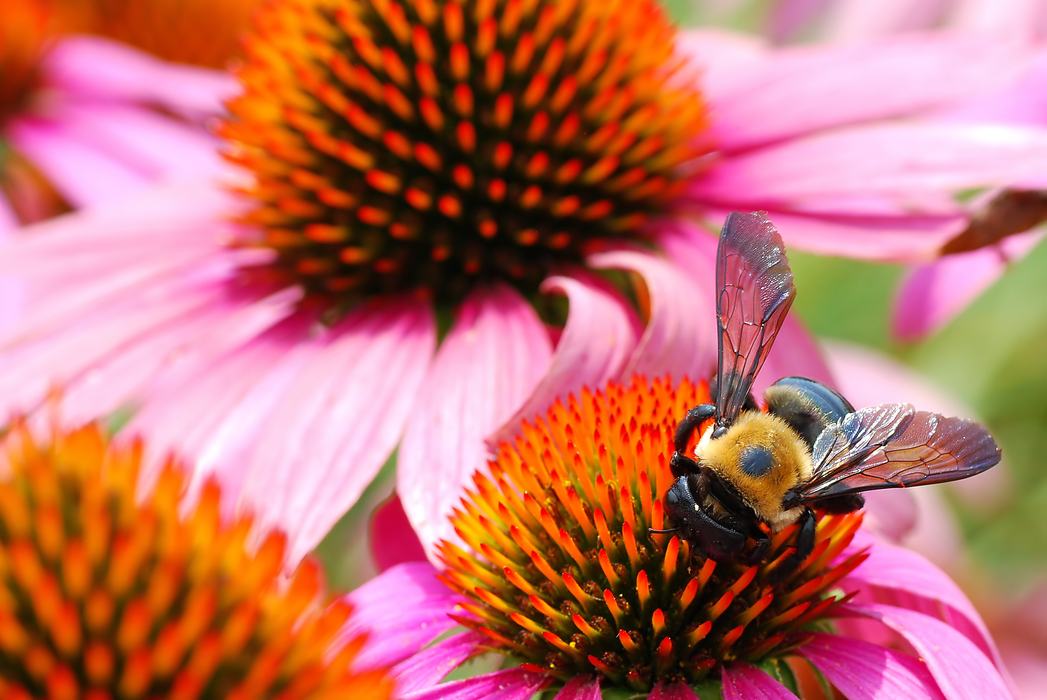 image of a bee on purple coneflower