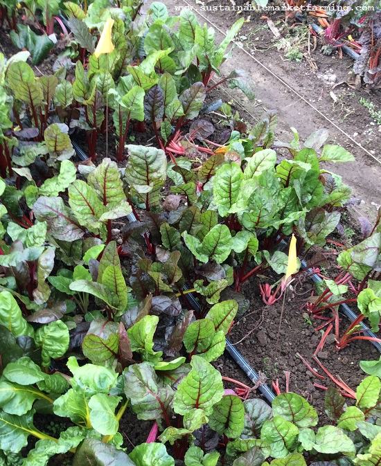 Beet garden