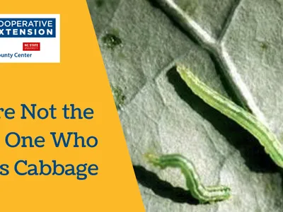 How to Manage the Cabbage Looper