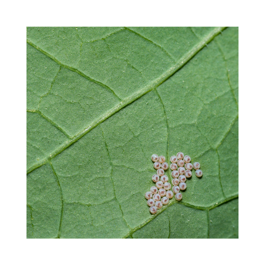 Cabbage Moth Eggs