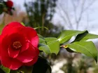 Red camellia blossom on a leafy branch with a blurred garden background