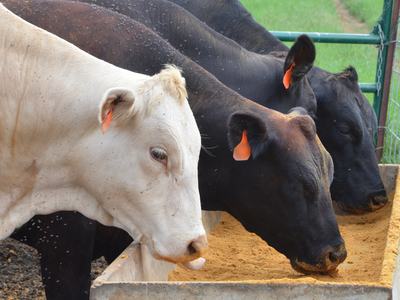 white and black cows eating grain from trough