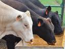white and black cows eating grain from trough