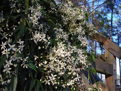 Clematis-armandii-5--Barbara-Goodman--cc-by-2-0