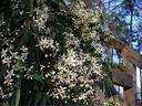 Clematis-armandii-5--Barbara-Goodman--cc-by-2-0