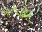Crabgrass Seedlings