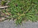 green crabgrass on lawn