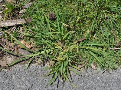 green crabgrass on lawn