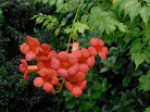 Cluster of orange trumpet-vine flowers among green leaves
