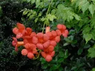 Cluster of orange trumpet-vine flowers among green leaves
