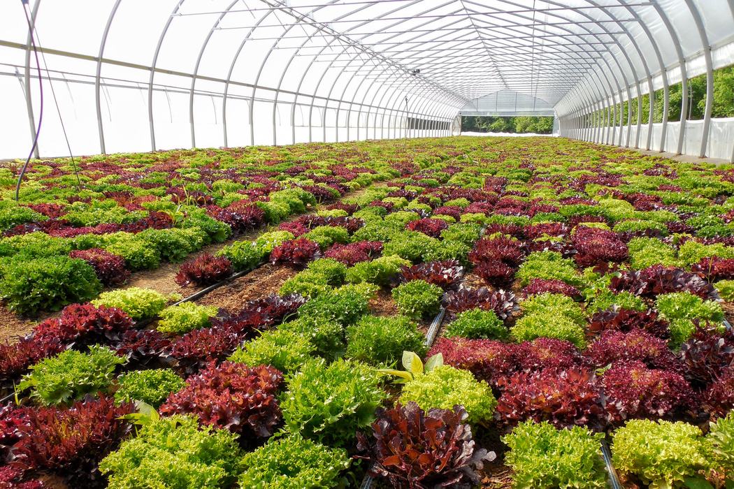 High tunnel where lettuce and other greens are grown.