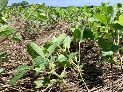 Young soybean plants growing through straw mulch in a field under a blue sky