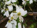 White dogwood blossoms with greenish-yellow centers on a tree branch