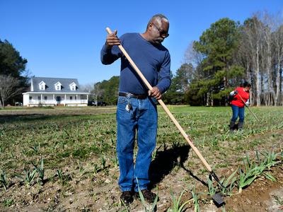 Minority farmer raking in garlic field