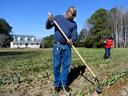 Minority farmer raking in garlic field