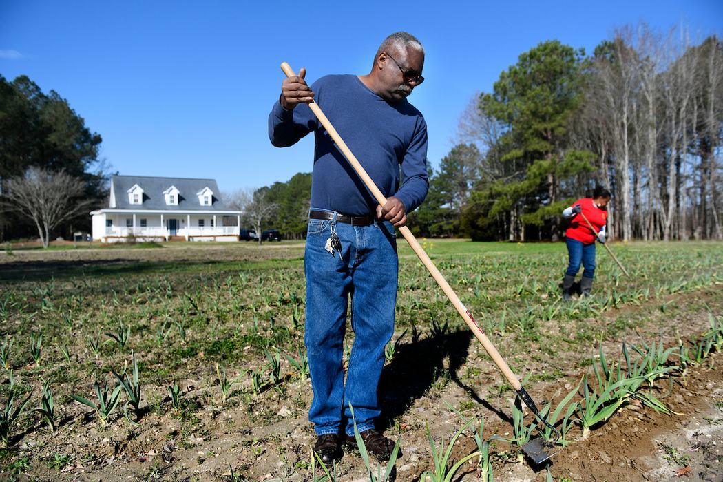 Minority farmer raking in garlic field