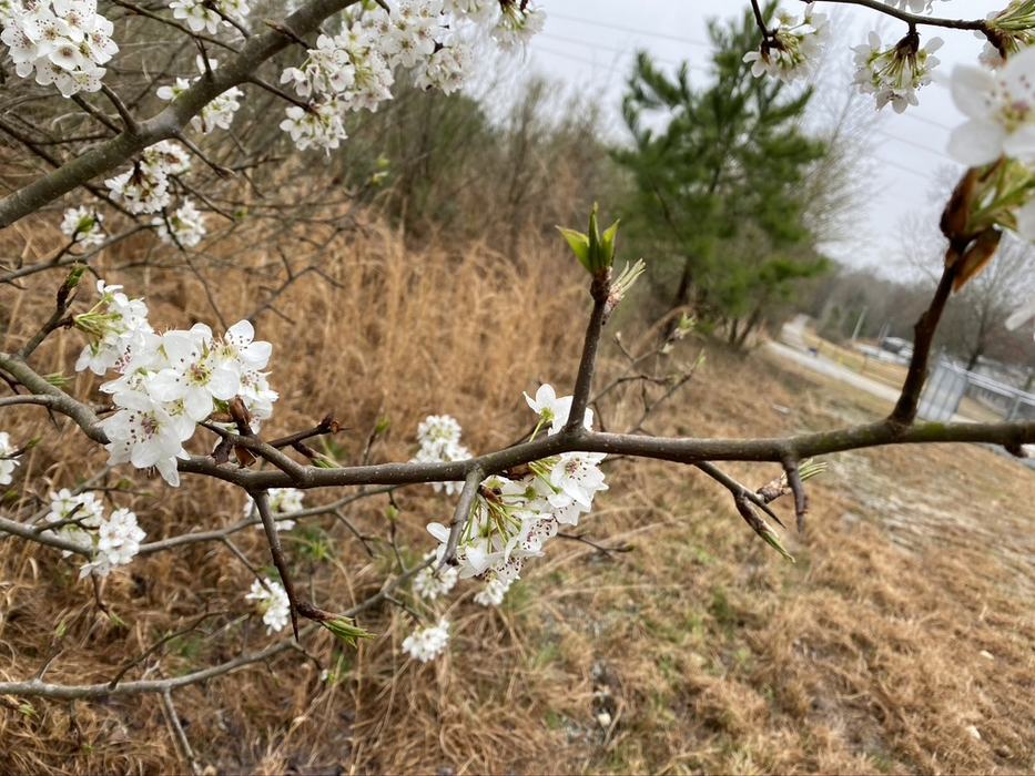 callery pear thorns