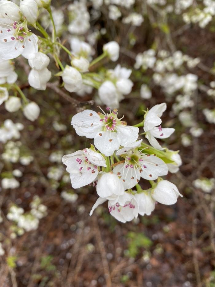 flower of callery pear