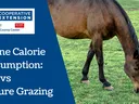 Equine Calorie Consumption Hay vs Pasture
